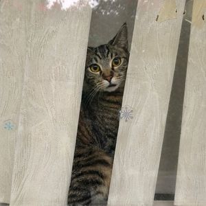 Meet your Posher, Barney